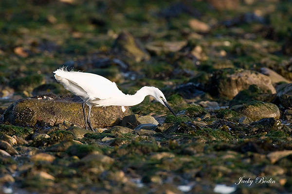 L'aigrette garzette au gagnage L'aigrette se nourrit de poissons et se révèle très habile tout comme le héron.